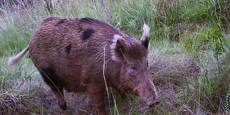 Homem morre após levar tiro durante caçada de javalis