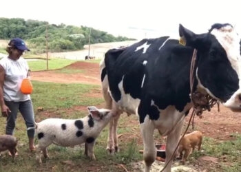 Leitão adota vaca como mãe no RS