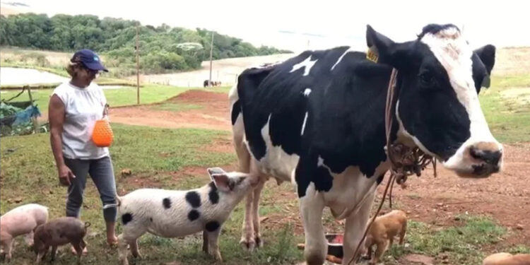 Leitão adota vaca como mãe no RS