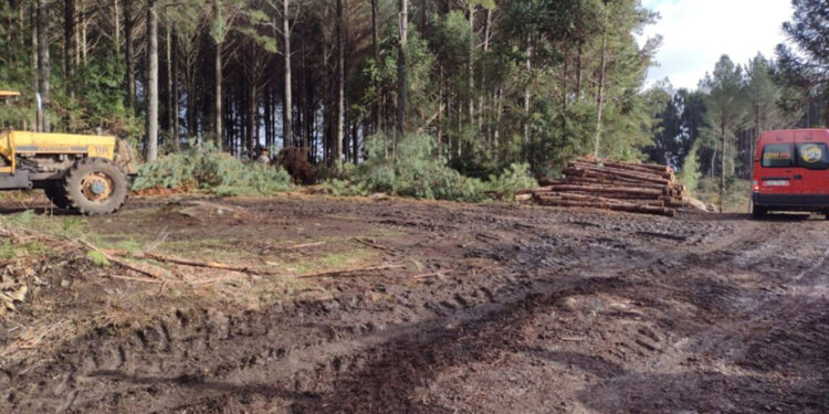 Homem morre esmagado após queda de árvore no interior de Canela