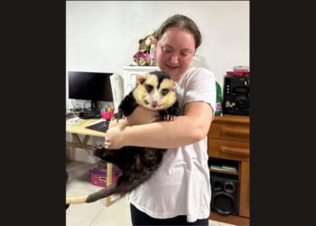 Gambá com 150 mil seguidores em rede social é apreendido no RS; animal está com obesidade mórbida, diz Ibama