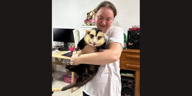 Gambá com 150 mil seguidores em rede social é apreendido no RS; animal está com obesidade mórbida, diz Ibama