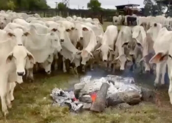 Produtor rural faz fogueiras para aquecer gado do frio no Mato Grosso do Sul