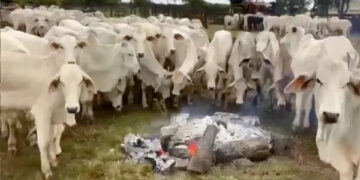 Produtor rural faz fogueiras para aquecer gado do frio no Mato Grosso do Sul