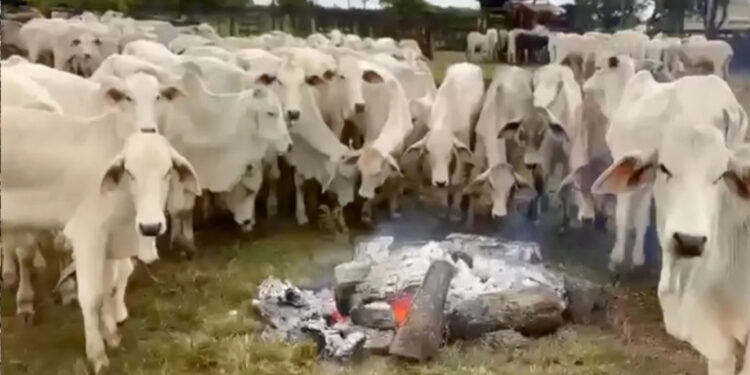 Produtor rural faz fogueiras para aquecer gado do frio no Mato Grosso do Sul
