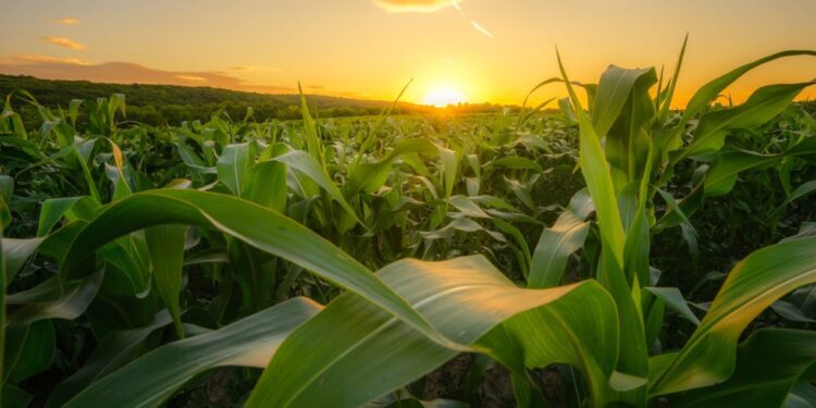 Conselho Monetário aprova medidas do Plano Safra