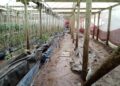 Perdas na agropecuária do RS após ciclone já chegam a quase R$ 150 milhões, diz relatório da Emater