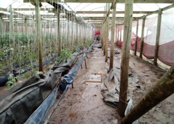 Perdas na agropecuária do RS após ciclone já chegam a quase R$ 150 milhões, diz relatório da Emater