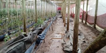 Perdas na agropecuária do RS após ciclone já chegam a quase R$ 150 milhões, diz relatório da Emater