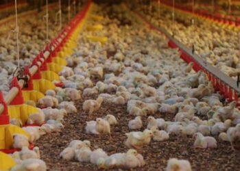 SC declara estado de emergência zoossanitária por causa da gripe aviária