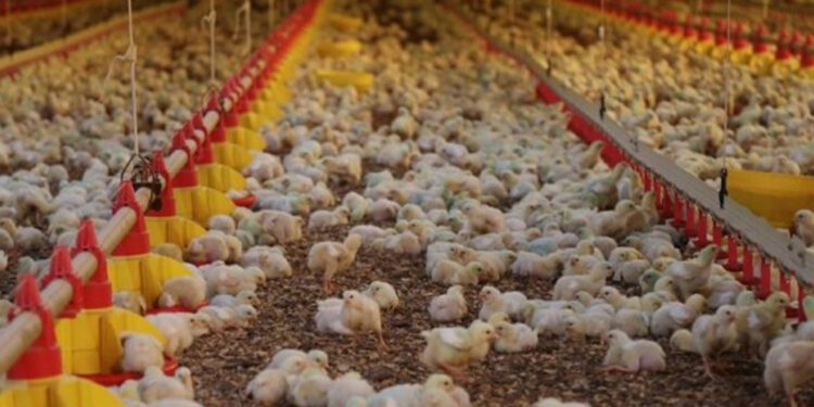 SC declara estado de emergência zoossanitária por causa da gripe aviária