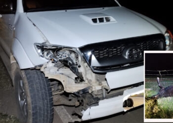 Caminhonete atropela terneiro solto na via da Comunidade de Nova Treviso, resultando em danos materiais e morte do animal