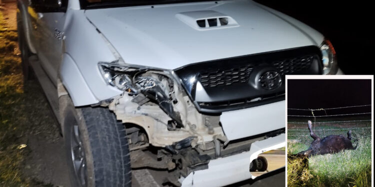 Caminhonete atropela terneiro solto na via da Comunidade de Nova Treviso, resultando em danos materiais e morte do animal