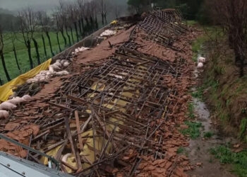 Ciclone destrói fazendas de gado e causa morte de animais no RS