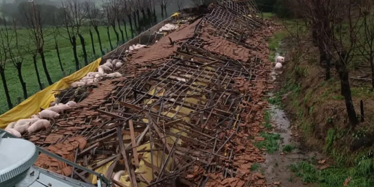 Ciclone destrói fazendas de gado e causa morte de animais no RS