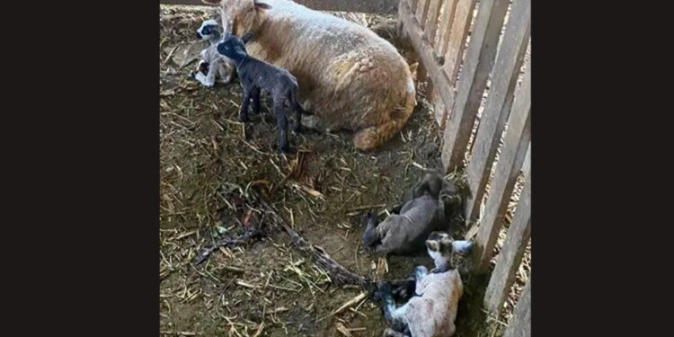 Ovelha dá à luz quatro cordeiros; ‘Parto atípico’, diz Emater