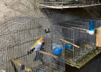Aves silvestres e arma são apreendidas em Estrela