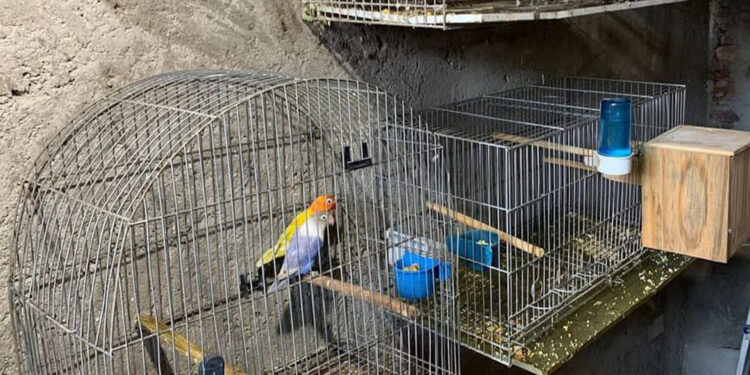 Aves silvestres e arma são apreendidas em Estrela