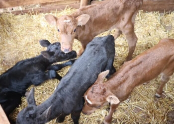 Vaca dá à luz quatro bezerros do mesmo sexo no RS