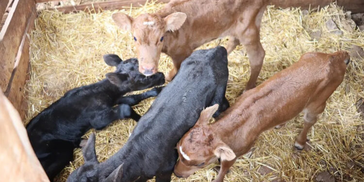 Vaca dá à luz quatro bezerros do mesmo sexo no RS