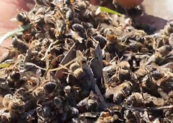 Agricultores da Comunidade de São Roque denunciam misteriosa morte de abelhas, impactando colmeias locais
