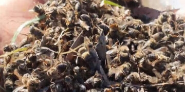 Agricultores da Comunidade de São Roque denunciam misteriosa morte de abelhas, impactando colmeias locais