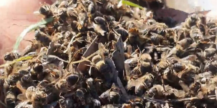 Agricultores da Comunidade de São Roque denunciam misteriosa morte de abelhas, impactando colmeias locais