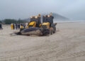 Baleia-franca recém-nascida é encontrada morta após encalhar em Santa Catarina