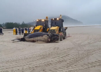 Baleia-franca recém-nascida é encontrada morta após encalhar em Santa Catarina