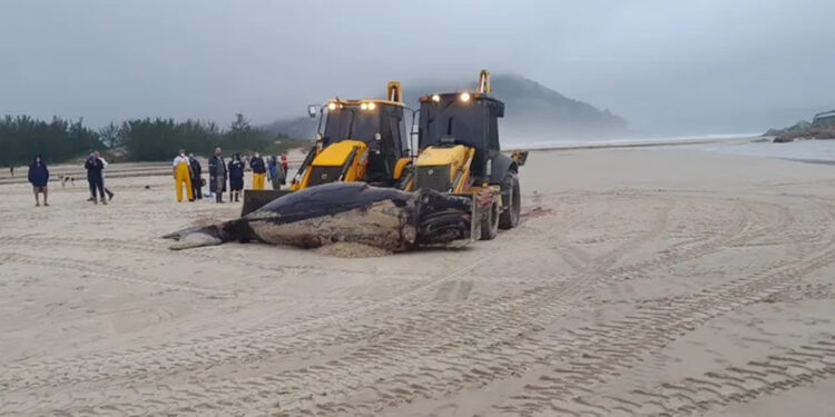 Baleia-franca recém-nascida é encontrada morta após encalhar em Santa Catarina