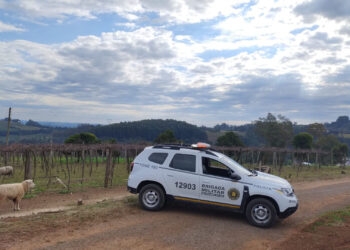 Furto de Ovelha: Morador de Capela Castro Alves registra ocorrência na Brigada Militar