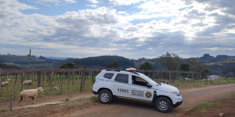 Furto de Ovelha: Morador de Capela Castro Alves registra ocorrência na Brigada Militar