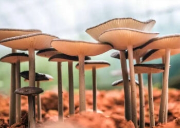 Austrália aprova o uso de psicodélicos para tratar depressão e estresse pós-traumático