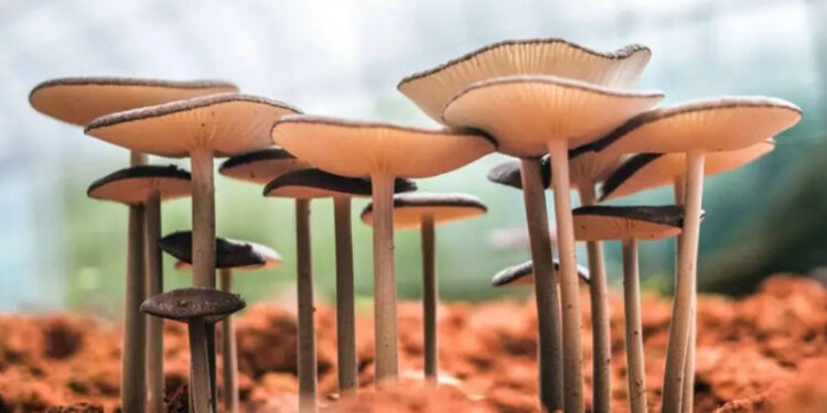 Austrália aprova o uso de psicodélicos para tratar depressão e estresse pós-traumático