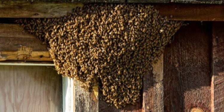 Ataque de abelhas mata idoso no Vale do Taquari