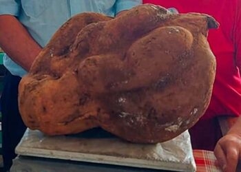 Casal de agricultores colhem batata doce de quase 15 quilos no RS
