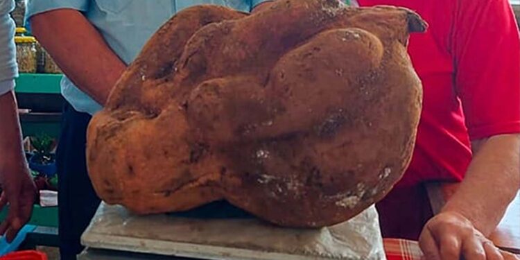 Casal de agricultores colhem batata doce de quase 15 quilos no RS