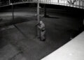 “Foi uma situação inédita para mim”, diz policial que salvou família refém de assalto em agropecuária de Estância Velha