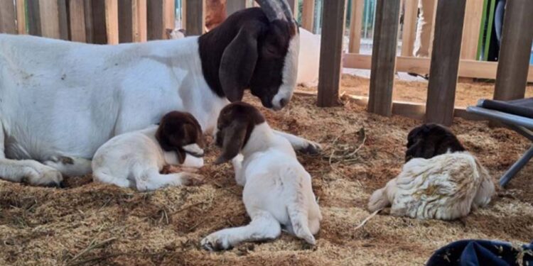 Sete filhotes nascem no primeiro dia da Expointer