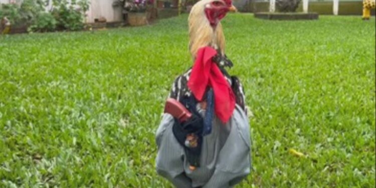 Vitorino, galo de estimação que anda pilchado em sítio do RS