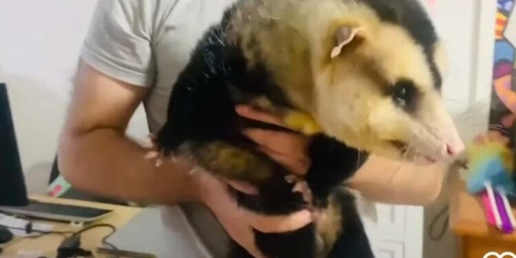 Morre Emílio, o ‘gambá influencer’ apreendido em residência no RS