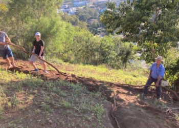 Raiz de mandioca gigante de 16 metros é encontrada em município da região noroeste