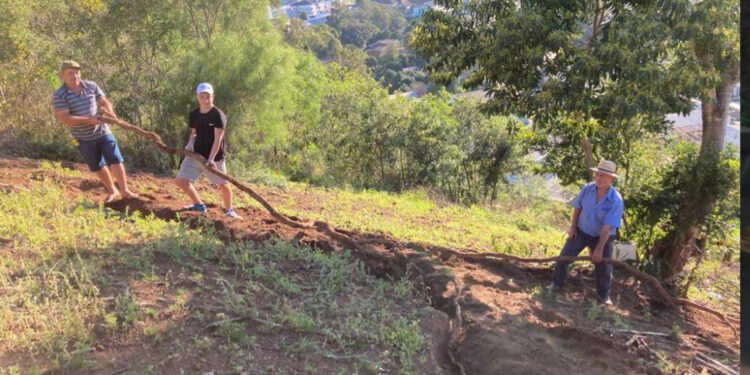 Raiz de mandioca gigante de 16 metros é encontrada em município da região noroeste