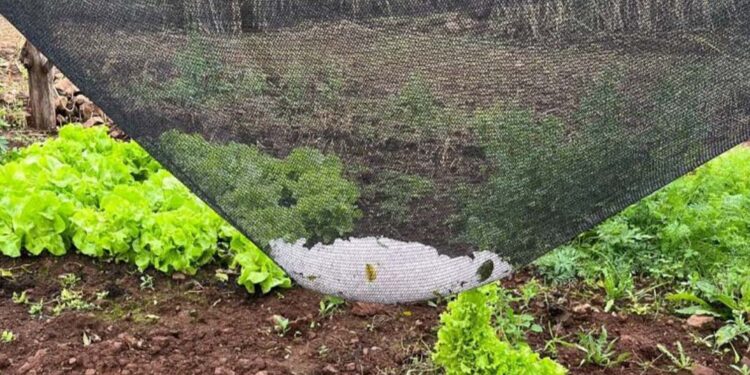 Muçum tem perda de R$ 19 milhões após temporal de granizo