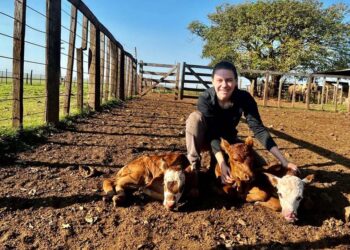 Terneiros trigêmeos nascem em fazenda em São Borja