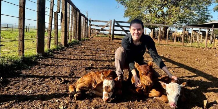 Terneiros trigêmeos nascem em fazenda em São Borja