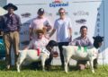 Criatório de Nova Roma do Sul, Dorper Anamélia, Conquista o Título de Campeão Ovino do Futuro na Expointer 2023