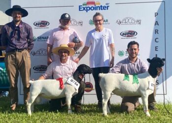 Criatório de Nova Roma do Sul, Dorper Anamélia, Conquista o Título de Campeão Ovino do Futuro na Expointer 2023