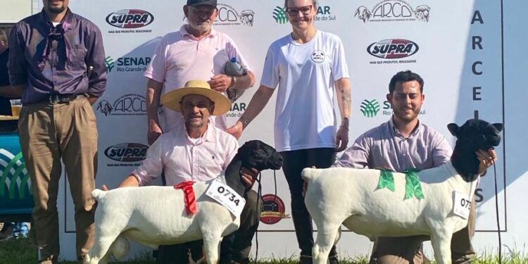 Criatório de Nova Roma do Sul, Dorper Anamélia, Conquista o Título de Campeão Ovino do Futuro na Expointer 2023