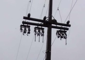 Produtores de Peru de São Paulo, Interior de Nova Roma do Sul, Enfrentam Prejuízos com Falta de Energia